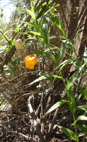 Sandersonia aurantiaca leaves
